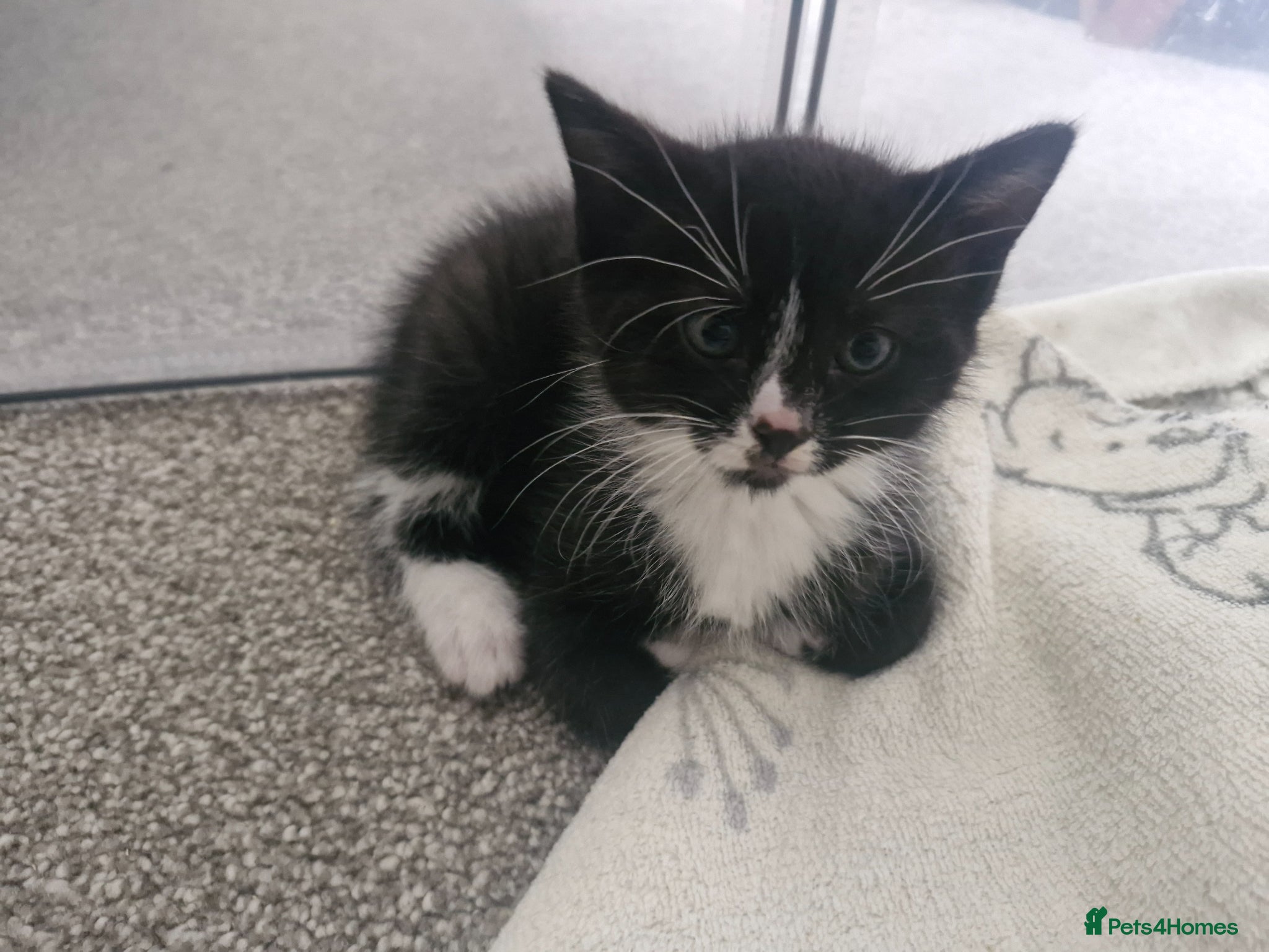 Domestic Shorthair cats 3 beautiful domestic shorthair male kittens - Advert 7