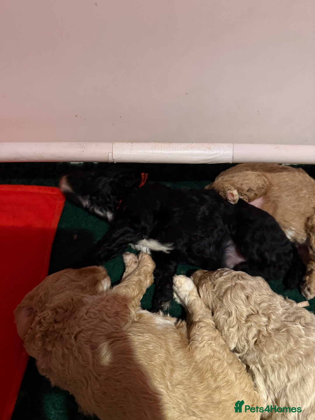 Australian Labradoodle dogs for sale: 5* health tested Australian labradoodles - Image 18