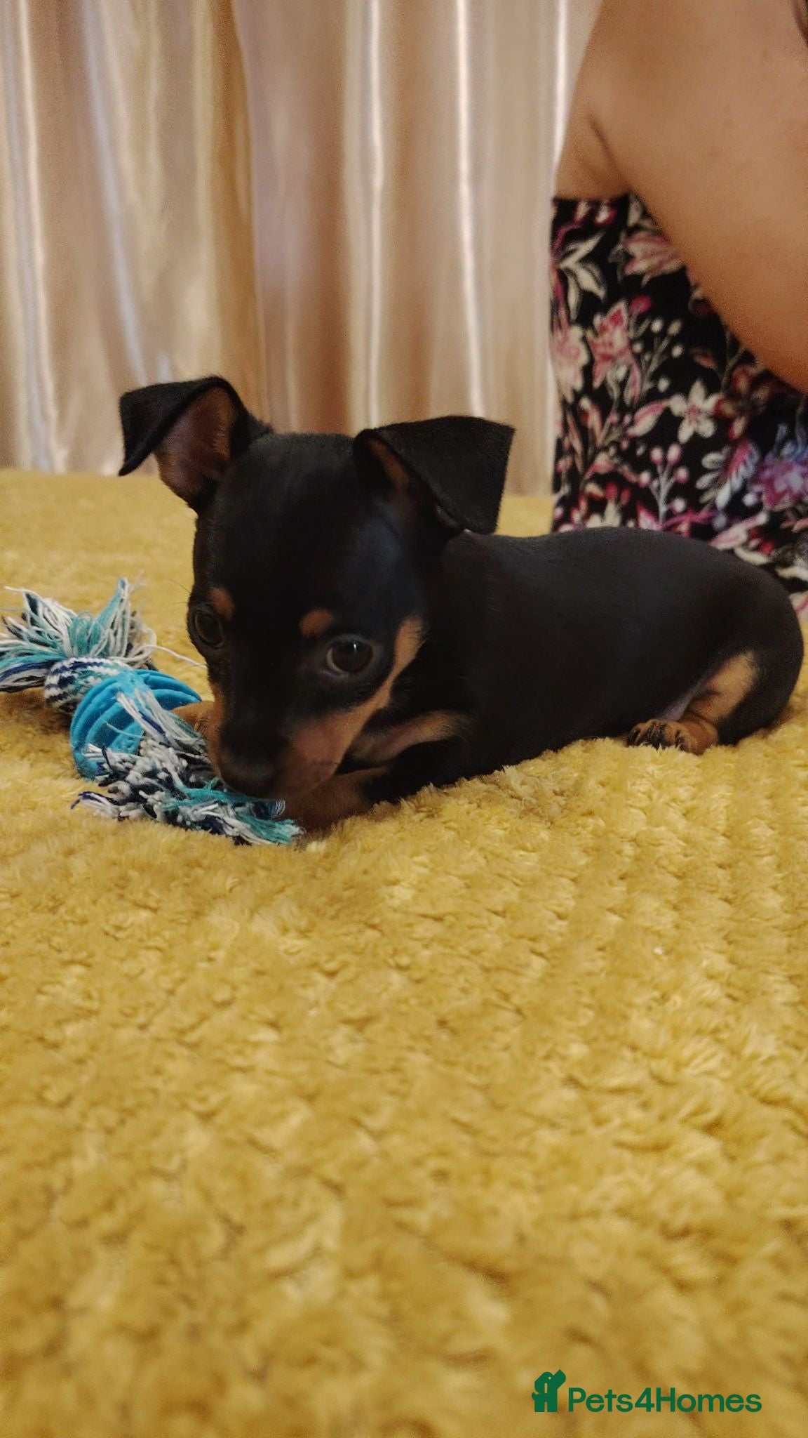 Miniature Pinscher dogs Tan boy and tan/black girl puppies available  - Advert 6