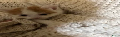 Pawsy