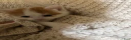 American Shorthair cats for sale: Cuddly Cute Kalic Kittens🐾 - Advert 16