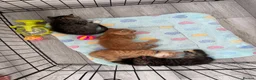 British Shorthair cats for sale: British shorthair cross ocicat kittens  - Advert 7