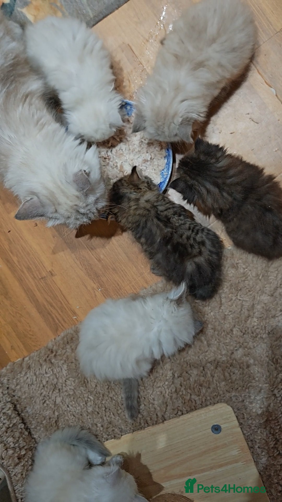 Siberian cats  Siberian babies from GCCF+TICA parents - Advert 2
