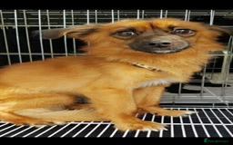 Pomsky dogs for adoption: Goori 4-5 years meat trade survivor  - Image 8