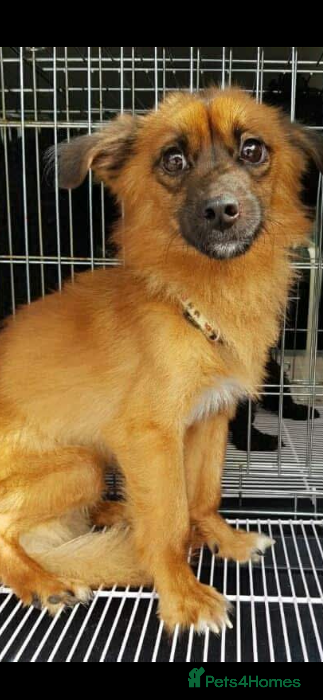 Pomsky dogs for adoption: Goori 4-5 years meat trade survivor  - Image 8