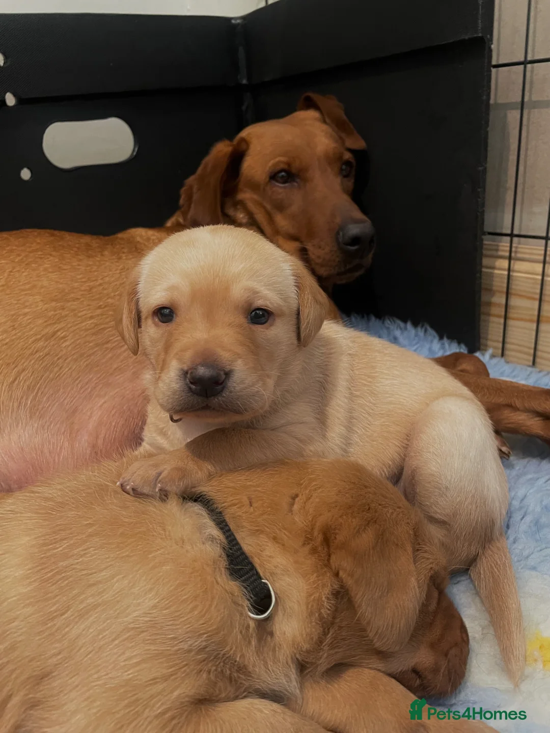 Labrador Retriever dogs for sale: Health tested lab pups  - Advert 2