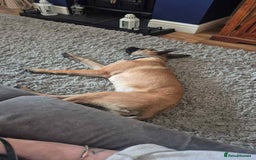 Belgian Shepherd Dog dogs for adoption: Teddy is looking for his forever home! - Image 3