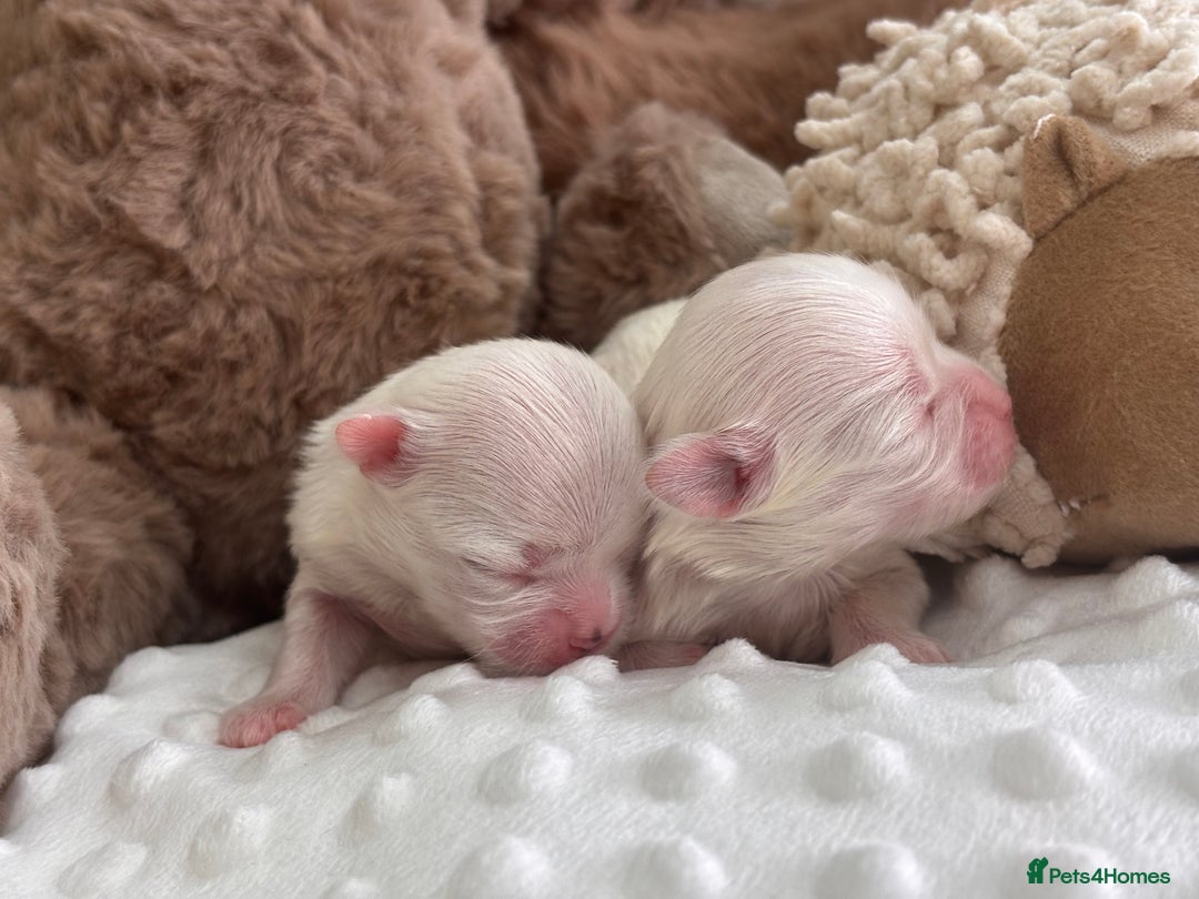 Maltese dogs for sale: ✨💫Tiny Exquisite Bambelina Maltese 💫✨ - Image 7