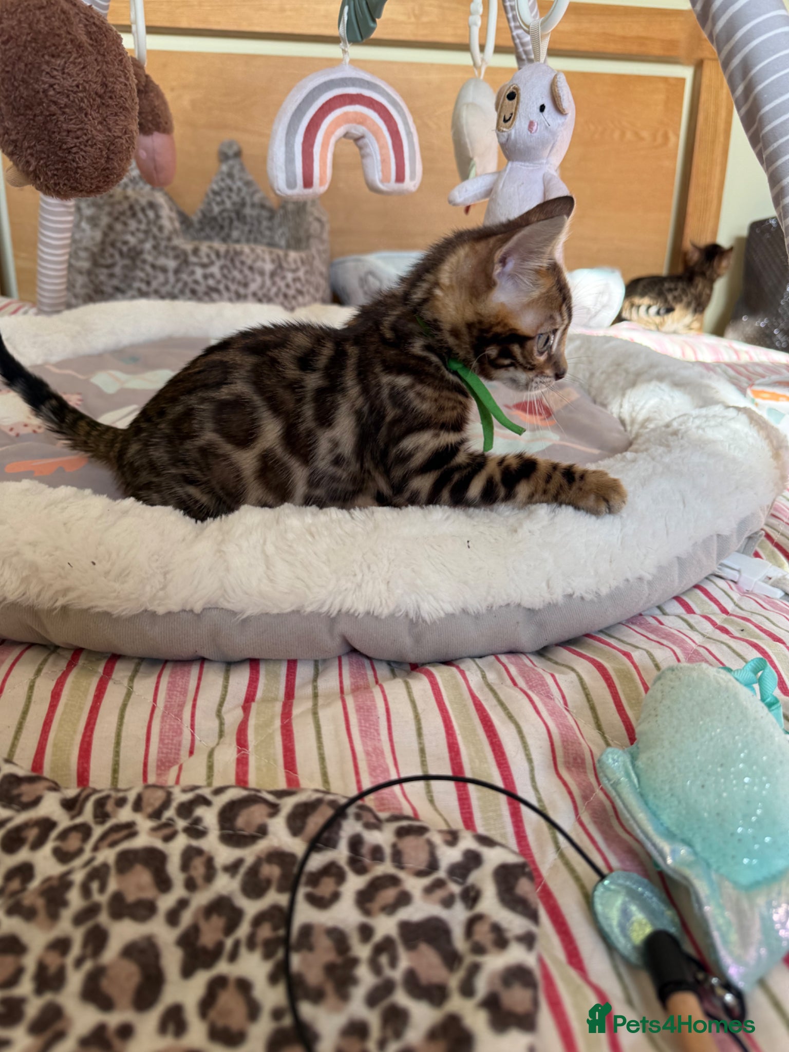 Bengal cats Pedigree 🐾 Bengal Kittens 💙 Ready NOW 🩷 - Advert 11