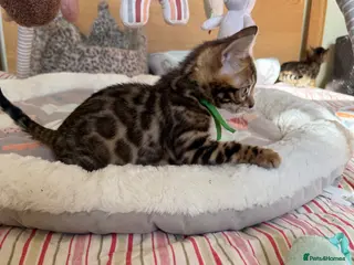 Bengal cats Pedigree 🐾 Bengal Kittens 💙 Ready NOW 🩷 - Advert 11