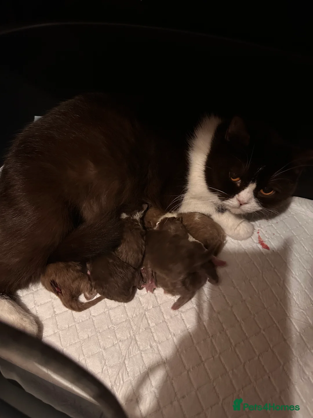 British Shorthair cats for sale: British shorthair Mixed litter  - Advert 3