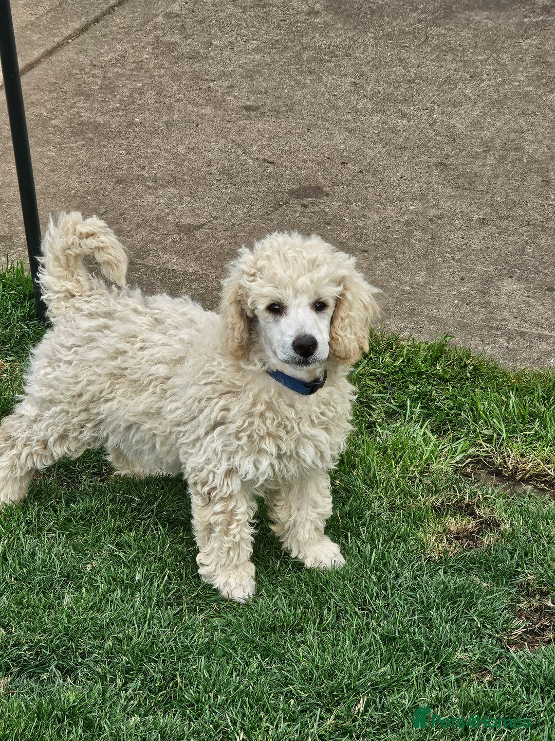 Miniature Poodle dogs for sale: Minatare Poodle Ready Now - Image 12