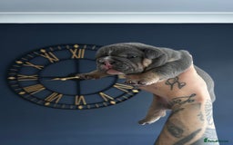 Mixed Breed dogs for sale: English bulldogs  - Advert 17