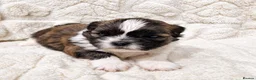Shih Tzu dogs for sale:  Shih Tzu Puppies – 4 Available in Birmingham - Advert 2