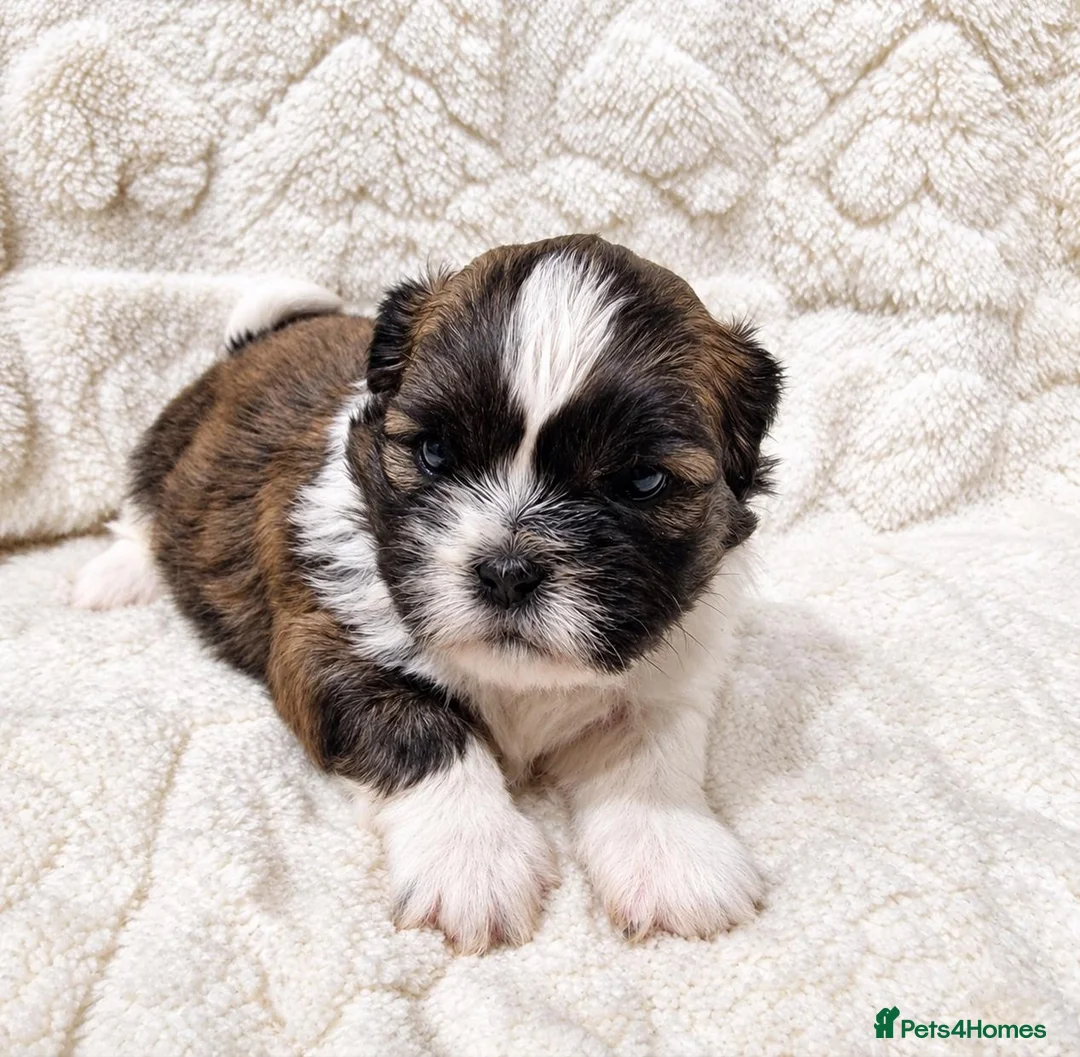 Shih Tzu dogs for sale:  Shih Tzu Puppies – 4 Available in Birmingham - Advert 2