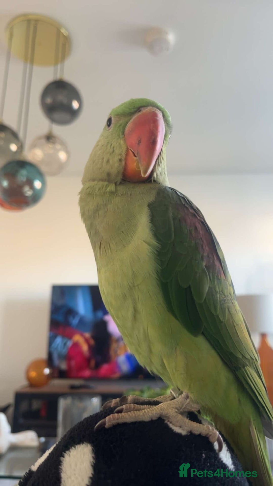 Parrots birds for sale: Rio the Alexandrine parrot  - Advert 7