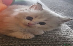 Ragdoll cats for sale: Tica registeeed tabby bicolour ragdolls - Image 26