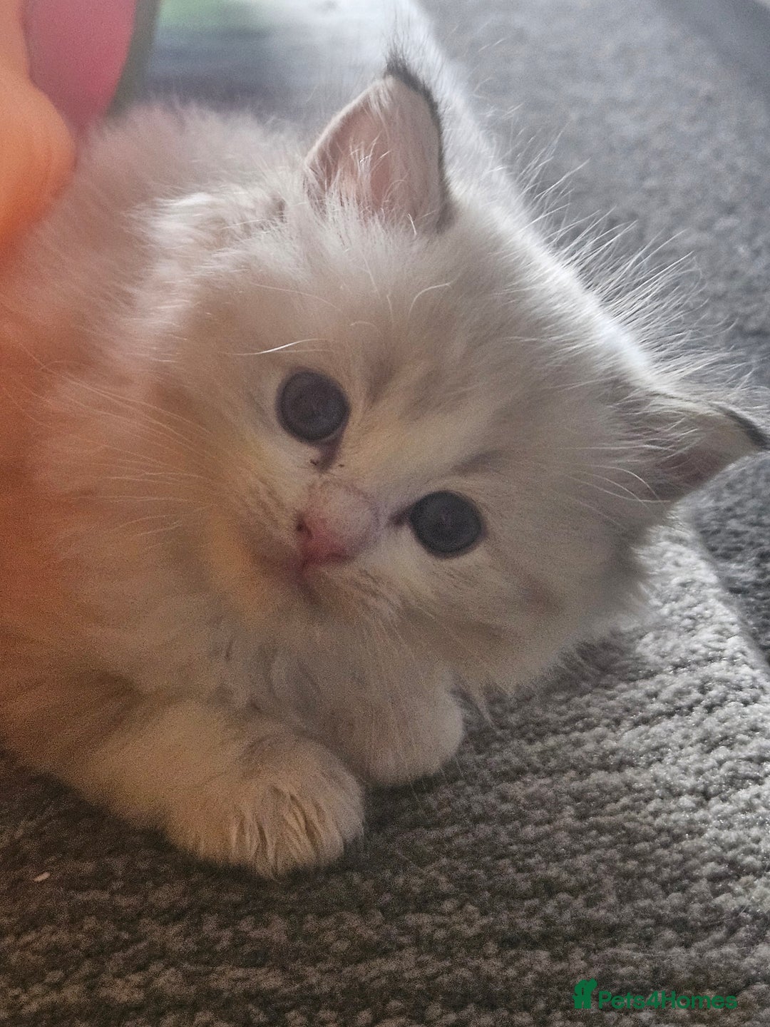 Ragdoll cats for sale: Tica registeeed tabby bicolour ragdolls - Image 26
