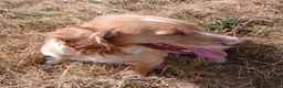 Cocker Spaniel dogs for sale: Cocker Spaniel  KC REG Girl - Advert 11