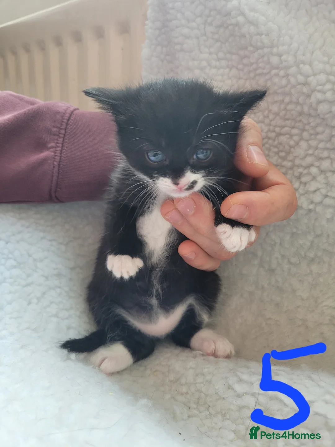 Mixed Breed cats for sale: 5 beautiful kittens - Advert 22