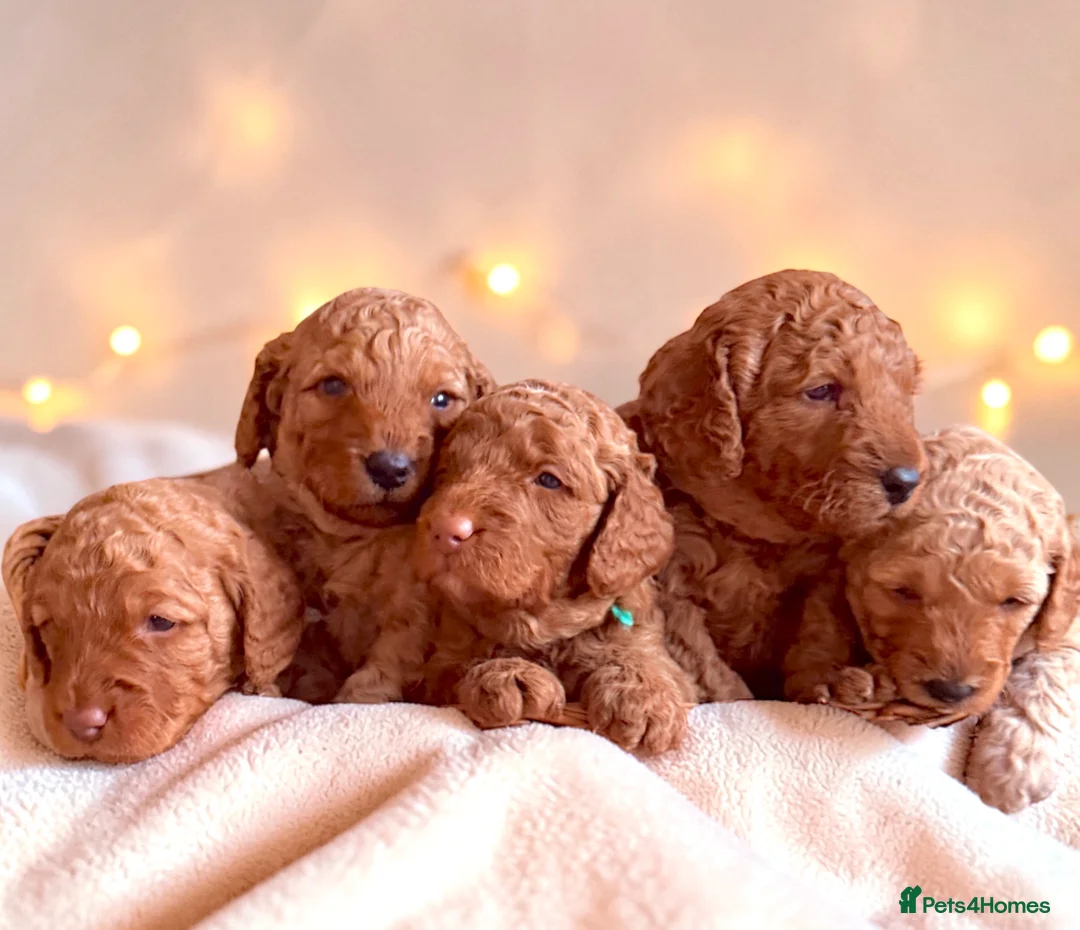 Cockapoo dogs for sale: Extensively DNA  Heath checked cockapoo puppies  - Advert 1