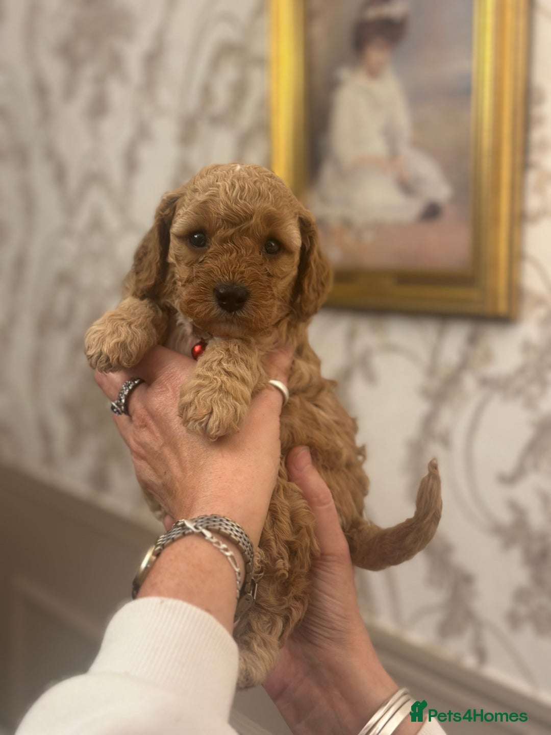 Shihpoo dogs for sale: F1b Shihpoo Puppies - 2 boys, 3 girls  - Advert 1