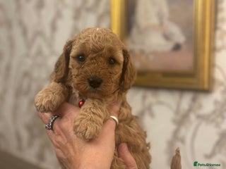 Shihpoo dogs for sale: F1b Shihpoo Puppies - 2 boys, 3 girls - Advert 1