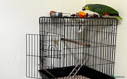 Mixed Breed birds for sale: Orange Winged Amazon Parrot and Lutino Cockatiel - Image 1