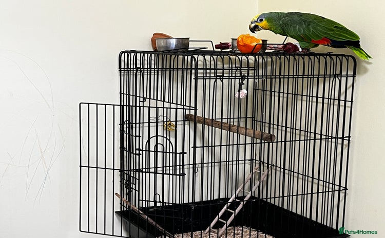 Mixed Breed birds - Advert 1