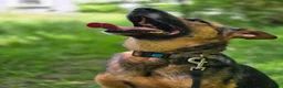 Mixed Breed dogs for adoption: ❤️ SHANNY ❤️ – WELL BALANCED, KIND AND DEVOTED  - Advert 15