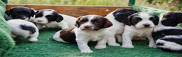 English Springer Spaniel dogs for sale: Working Springer Spaniel Puppies  - Advert 25