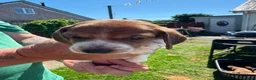 Dachshund dogs for sale: Mini Dachshund in Saint Austell - Advert 17