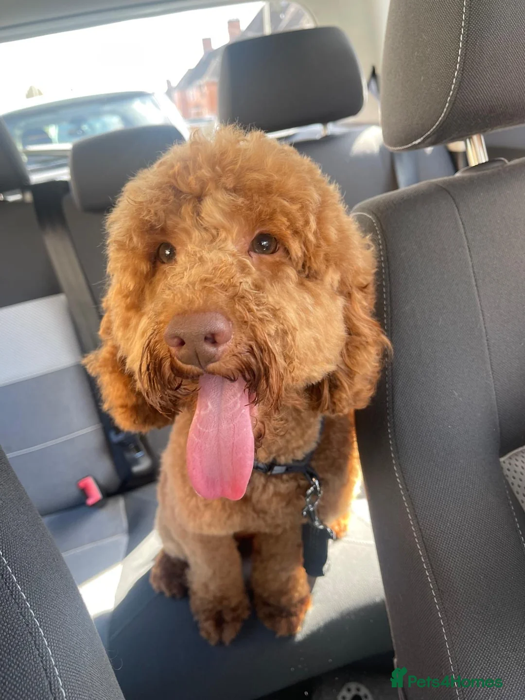 Miniature Poodle dogs for stud: Miniature Poodle - Advert 1