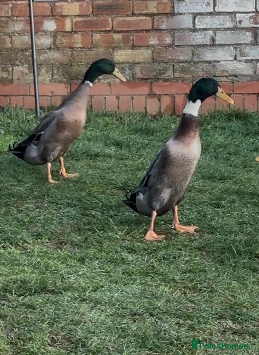 Ducks poultry for sale: Male Indian runner ducks - Advert 2