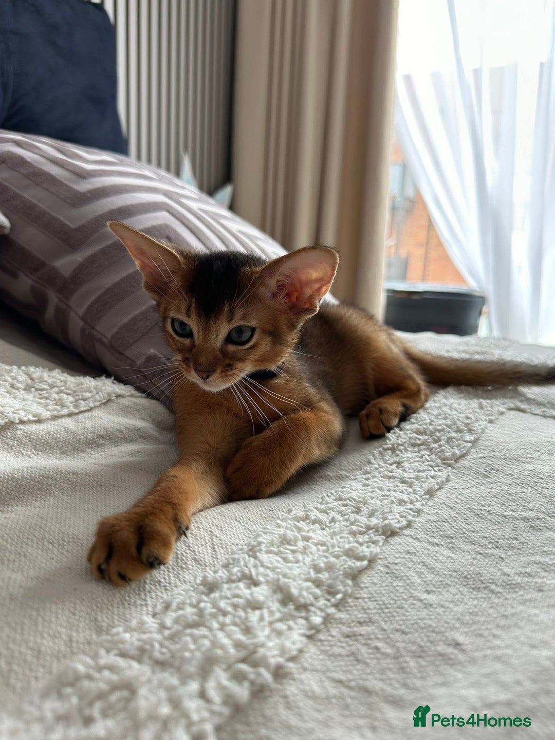 Abyssinian cats for sale: Last 3 kittens left ♥️💙 - Image 14