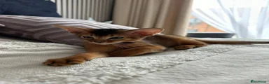 Abyssinian Kitten 4