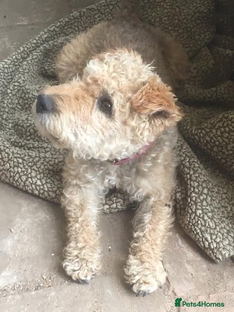 Mixed Breed dogs lakeypoo - Advert 1