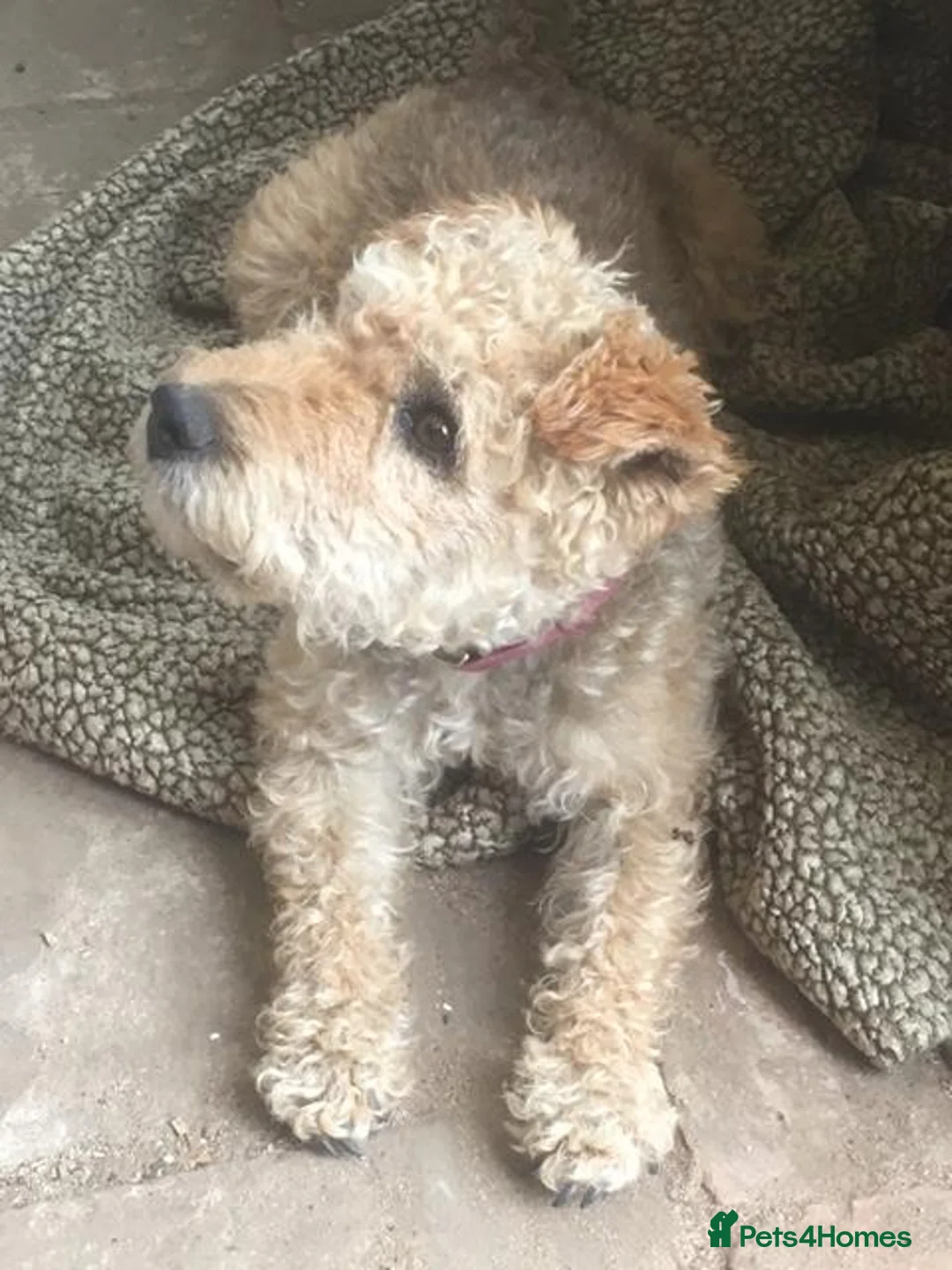 Mixed Breed dogs for sale: lakeypoo in Darlington - Advert 1