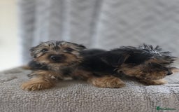 Yorkshire Terrier dogs for sale: Yorkshire terrier puppy  - Image 2
