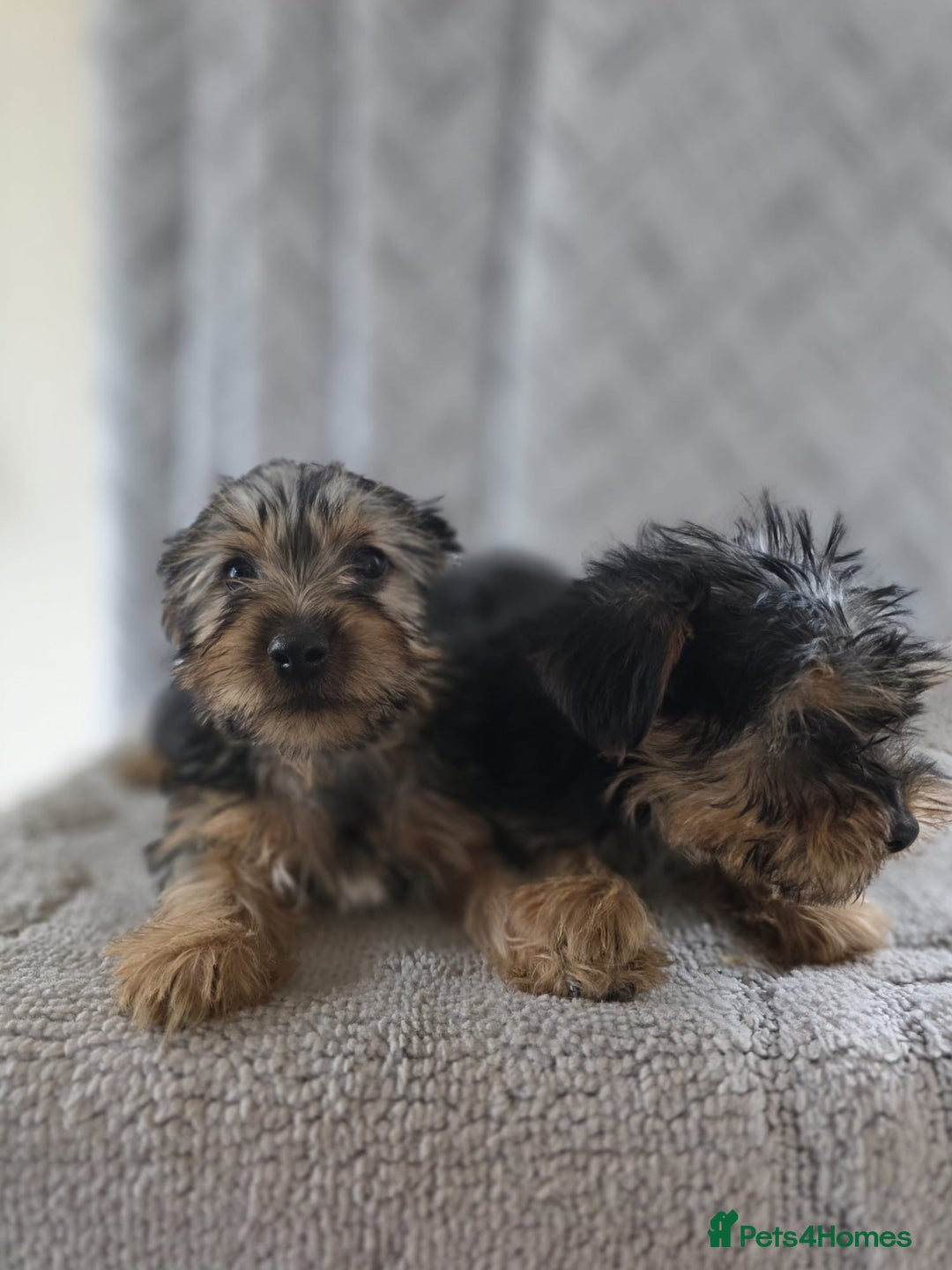 Yorkshire Terrier dogs for sale: Yorkshire terrier puppy  - Image 2
