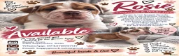 Olde English Bulldogge dogs for sale: GORGEOUS OLDE ENGLISH BULLDOGGE PUPPIES - Advert 7