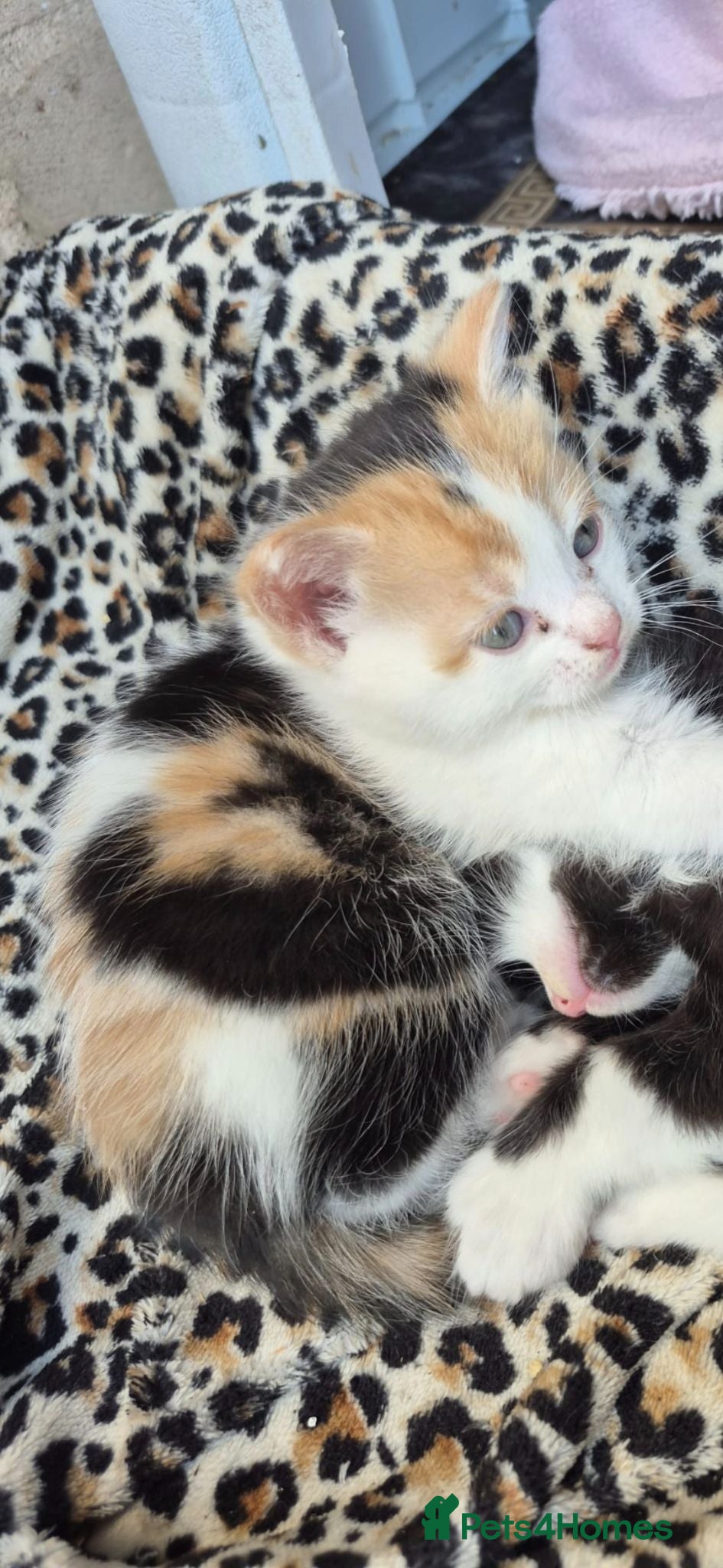 Mixed Breed cats Kitten - Advert 1
