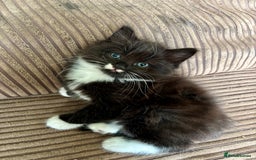 Mixed Breed cats for sale: 5 🩷beautiful kittens looking for a lovely home🩷 - Image 3