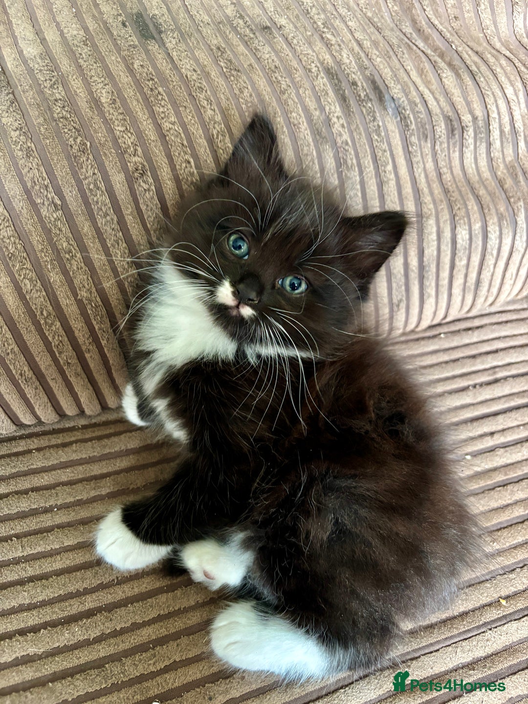 Mixed Breed cats for sale: 5 🩷beautiful kittens looking for a lovely home🩷 - Image 3
