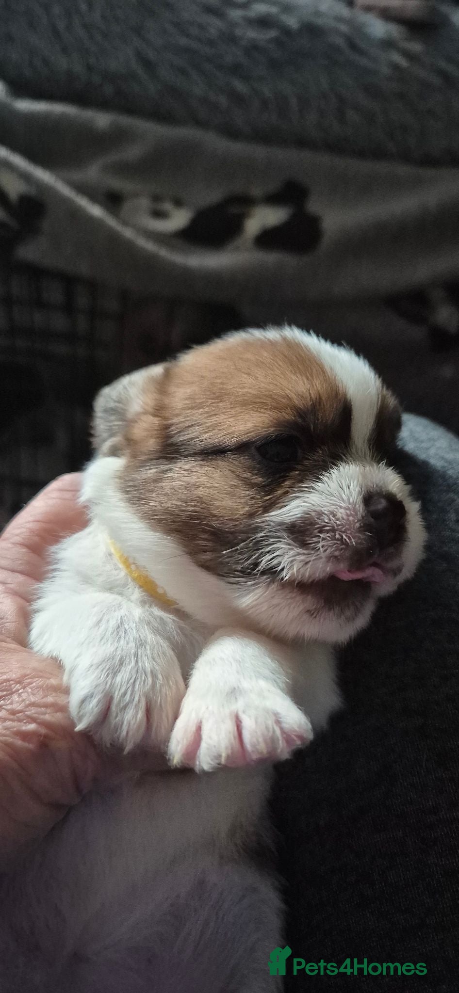 Malshi dogs 3 mashi.pups shihzu x maltese 1 boy 2 girls  - Advert 4