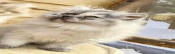 Persian cats for sale: BEAUTIFUL DOLL FACE FULL PERSIAN LONG HAIR KITTEN - Advert 15