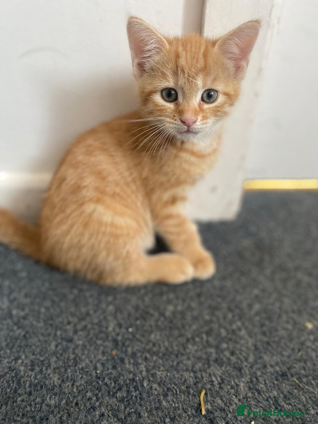 Domestic Shorthair cats for sale: Beautiful Family Friendly Tabby's - Image 2