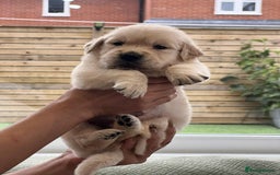 Golden Retriever dogs for sale: Golden Retriever Puppies. Health tested parents. - Image 9
