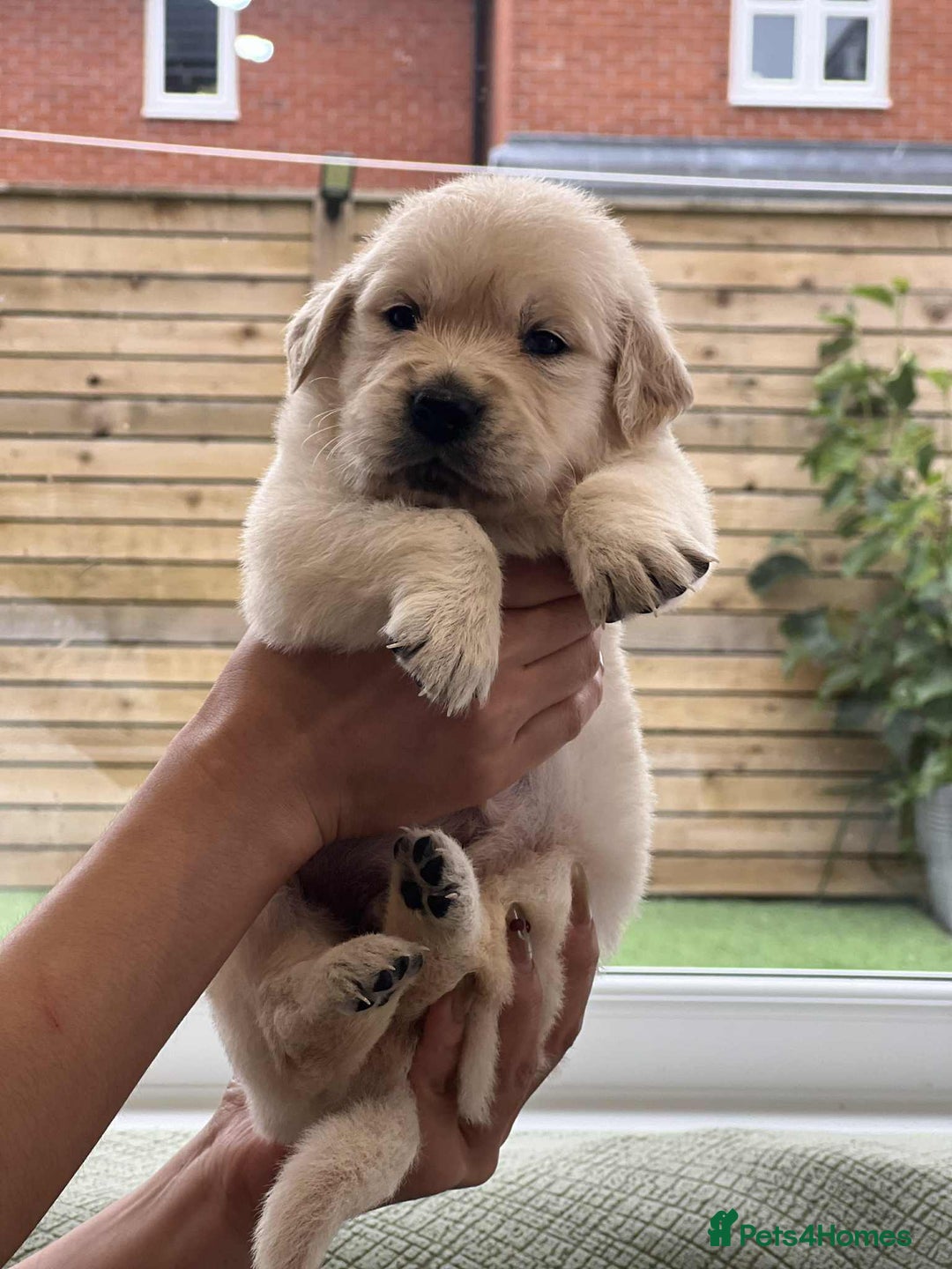Golden Retriever dogs for sale: Golden Retriever Puppies. Health tested parents. - Image 9