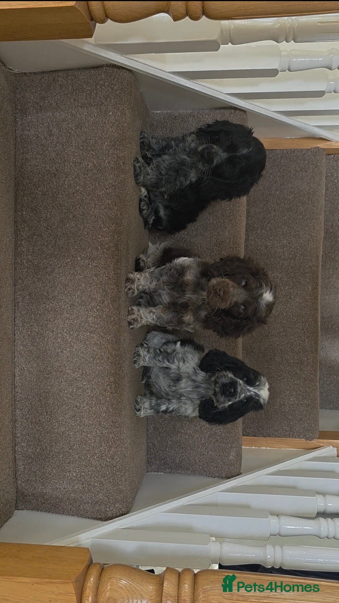 Cocker Spaniel dogs Kc reg show cocker spaniels fully health tested  - Advert 2